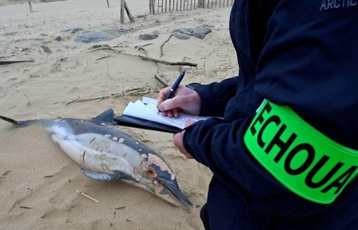 Two dead dolphins washed up in Morbihan