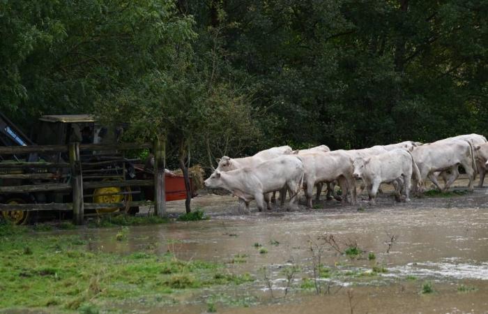 Epernon under water following the Kirk depression: cows evacuated, businesses closed…