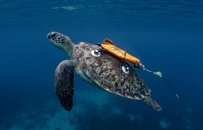 Use the sounds turtles make to prevent their accidental capture by fishing vessels