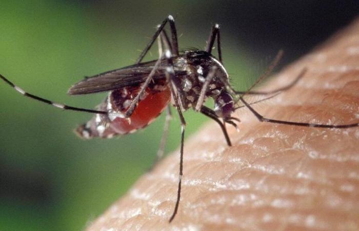 Dengue has been progressing worryingly in Guadeloupe for several weeks