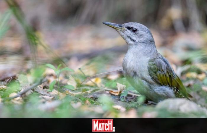 These three species of animals, once common in Belgium, have completely disappeared