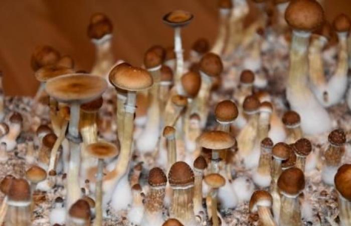 psilocybin would make us more optimistic