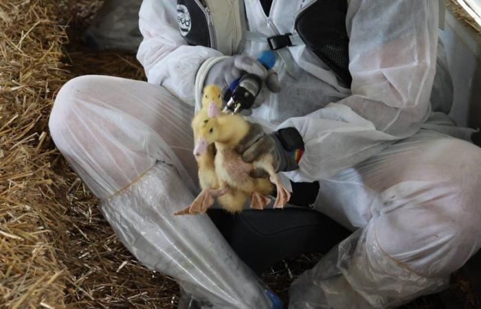 “There is a resumption of momentum”: the second vaccination campaign against avian flu has started for duck breeders