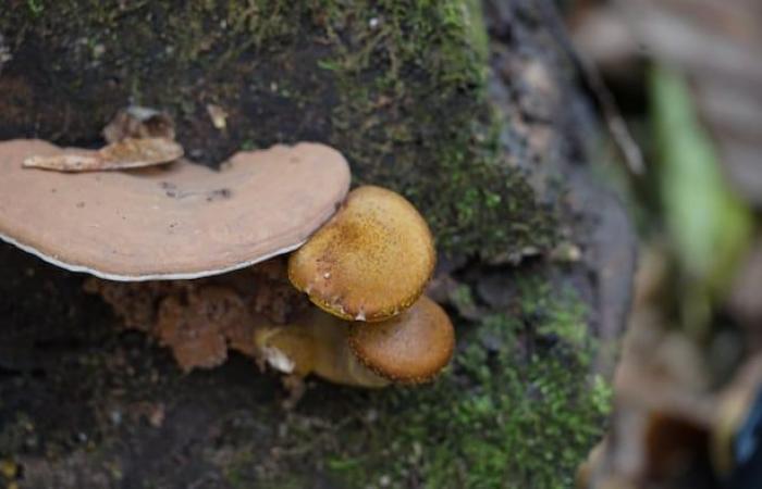 AI-written guide to mushroom picking spreads fear in Manitoba