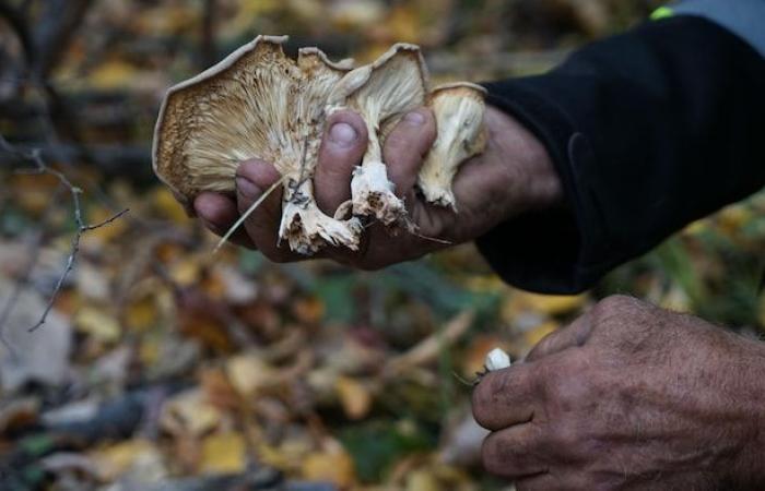 AI-written guide to mushroom picking spreads fear in Manitoba