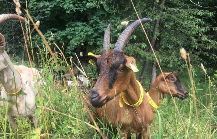 A man caught in the middle of the night while stealing goats in Seine-Maritime