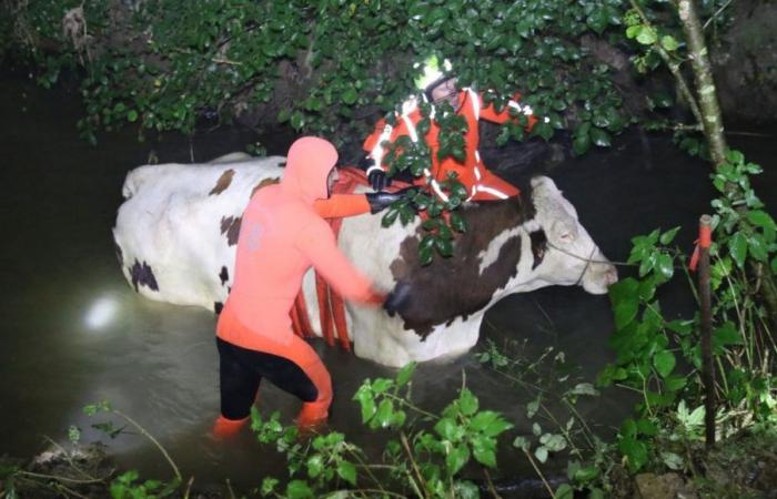 Pas-de-Calais firefighters save a cow that fell into a stream in Verchin