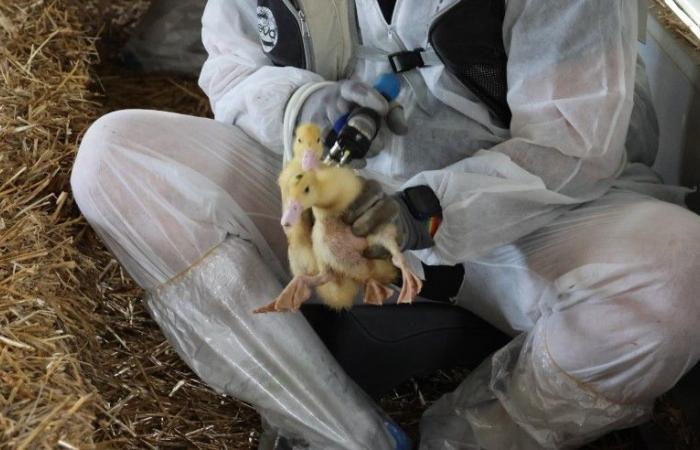 The new compulsory vaccination campaign for ducks against highly pathogenic avian influenza in the Gers.