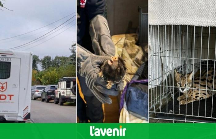 Floriffoux: in the middle of the search, this Thursday morning, the police discovered two marmosets, a serval, a sugar glider (photos)