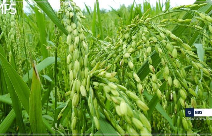 SENEGAL-AGRICULTURE / Kaolack: an agronomist recommends “reasoned fertilization” to improve rice productivity – Senegalese press agency