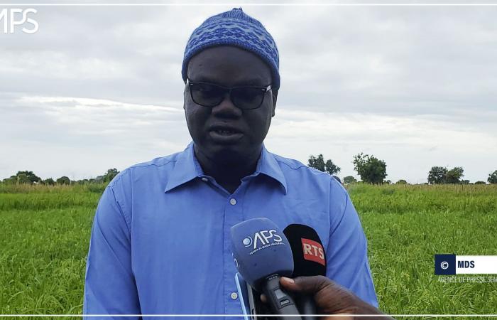 SENEGAL-AGRICULTURE / Kaolack: an agronomist recommends “reasoned fertilization” to improve rice productivity – Senegalese press agency