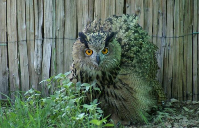 a wildlife care center calls for help in Isère