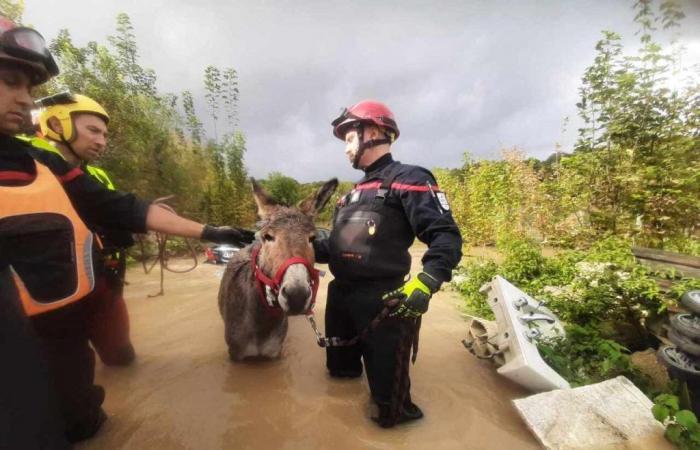 Funeral of Michel Blanc, floods, rise in real estate… the news at noon in Île-de-France