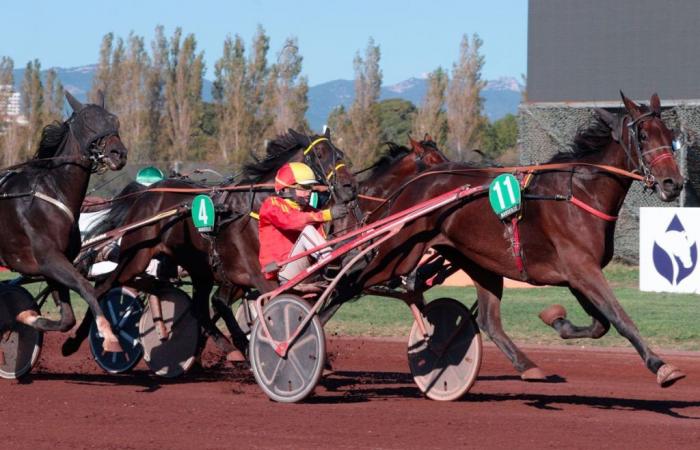 11/10/2024 in Borély: Javanaise Turgot, still present