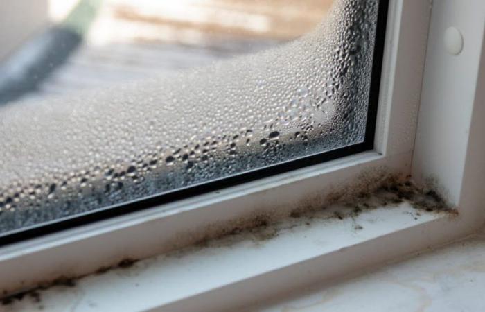 Health. Mites, mold… Be careful of pollution in your interior