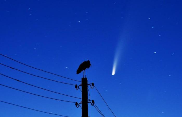 A comet visible to the naked eye in the Belgian sky this Friday: what you need to know