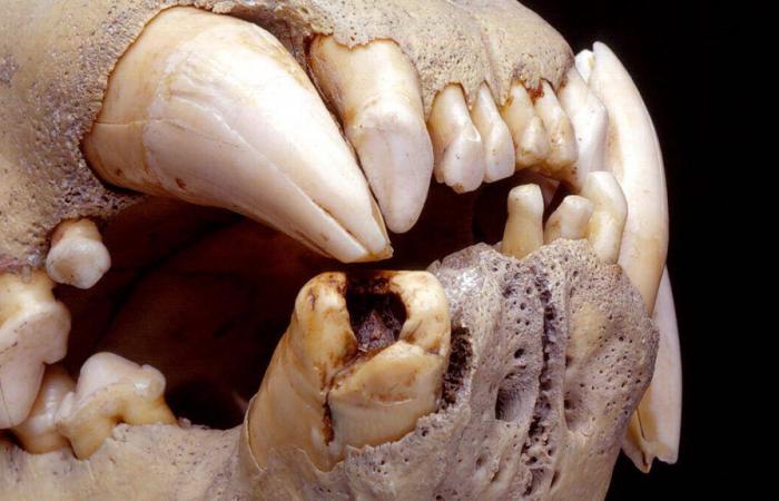 Diet of two 19th-century “man-eating” lions confirmed by ancient DNA…