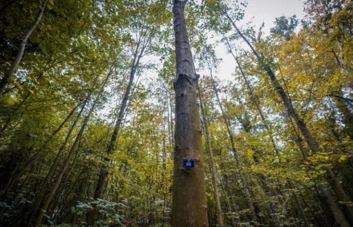 The state of forests in France is deteriorating due to global warming