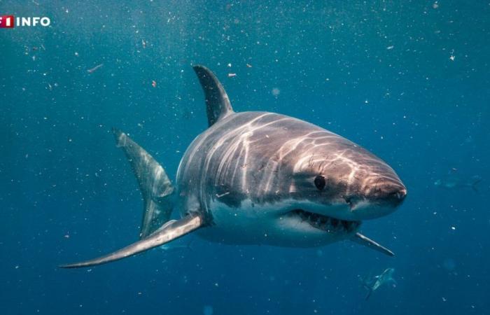 Indonesia: Body of American diver found in shark’s stomach