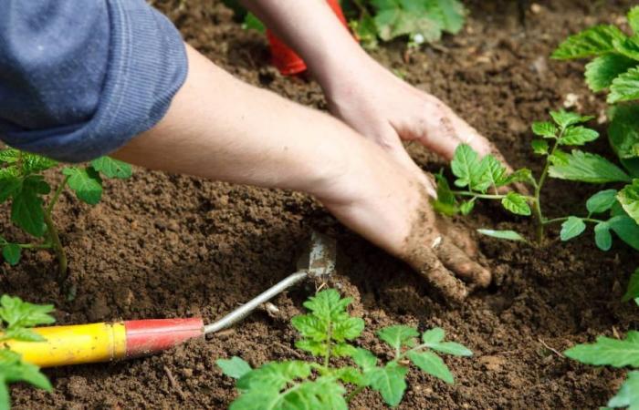 It’s time to prepare your land for winter: here’s what you should do for your lawn, your vegetable garden and your plants