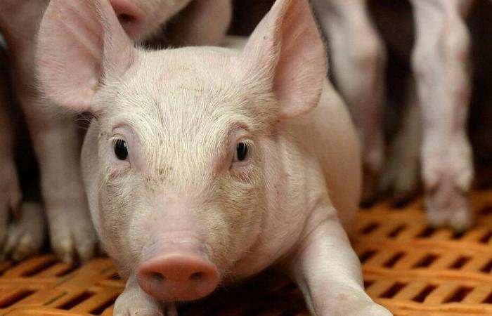 Farm with 10,000 pigs in Morbihan: temporary reprieve for its extension