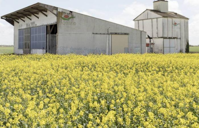 pesticides in alarming numbers in the bodies of children near La Rochelle – Libération