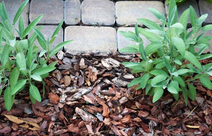 Tegelwippen or the challenge of tearing out your paving stones