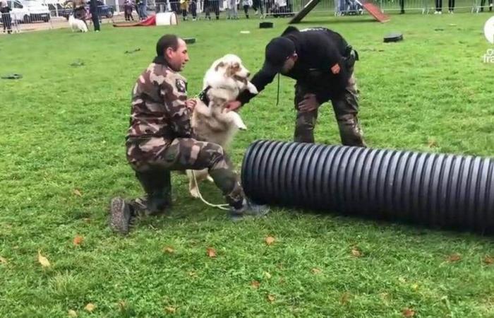 VIDEO. Doggies celebrating dog day in Falaise