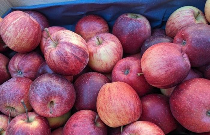 Apples, plants, flea markets… Things to see and do in Haute-Vienne