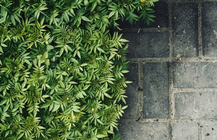 Tegelwippen or the challenge of tearing out your paving stones