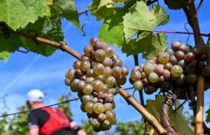 [En images] A trail in the Moselle vineyards