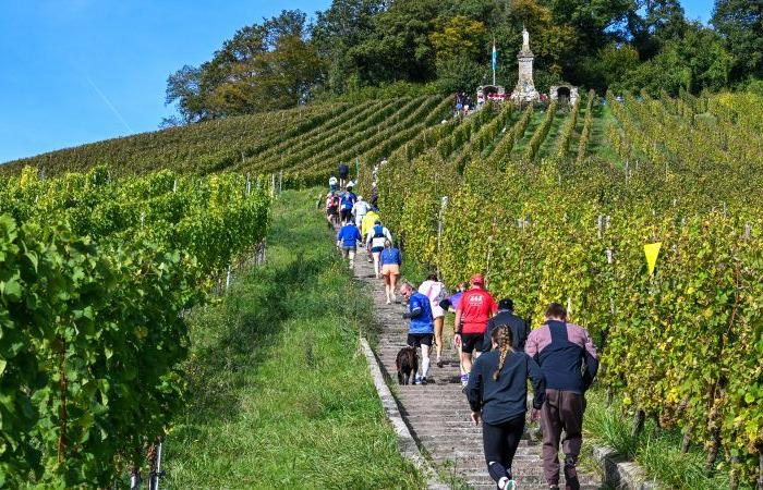 [En images] A trail in the Moselle vineyards