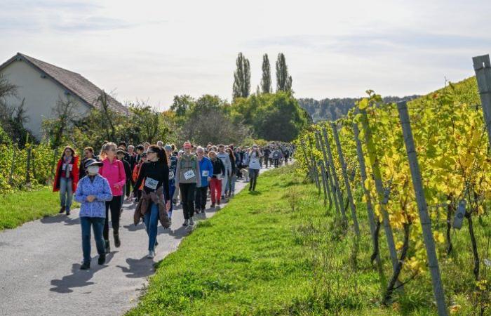 [En images] A trail in the Moselle vineyards