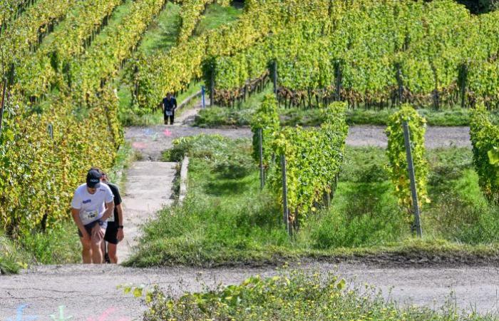 [En images] A trail in the Moselle vineyards