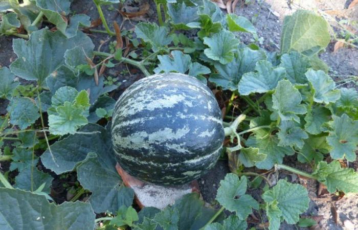 The “do you know” of the day. Do you know where original melons are found in Meurthe-et-Moselle?