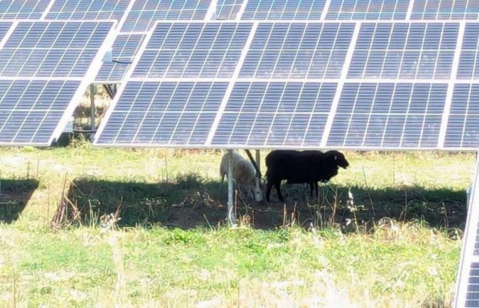 Solar farm project between Caen and Lisieux: start of public inquiry