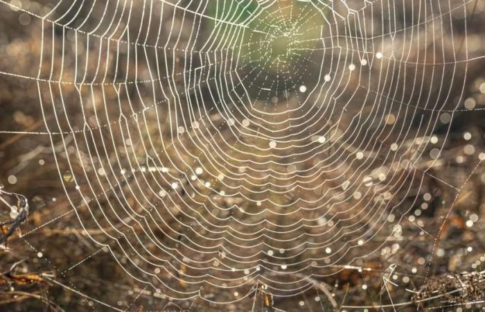 Spiderman can worry, these researchers created a real spider web launcher