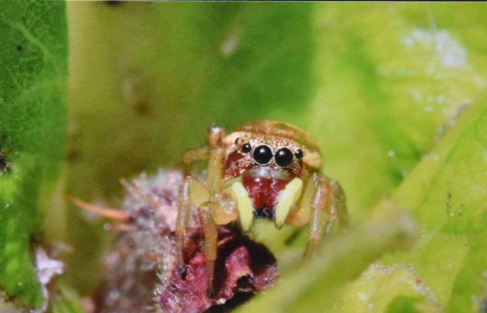 Varennes-le-Grand Photo Club: An exhibition on wild nature not to be missed! – info-chalon.com