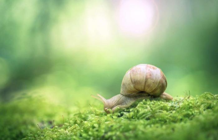 The snail is a living medicine box!