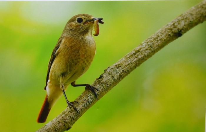 Varennes-le-Grand Photo Club: An exhibition on wild nature not to be missed! – info-chalon.com