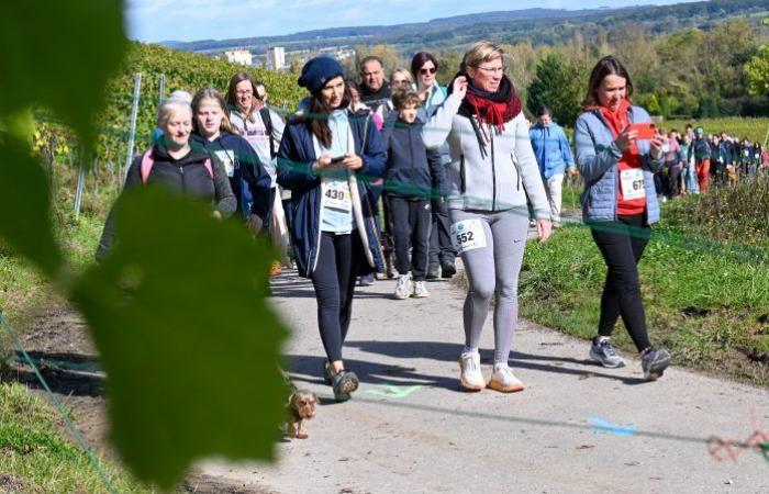 [En images] A trail in the Moselle vineyards