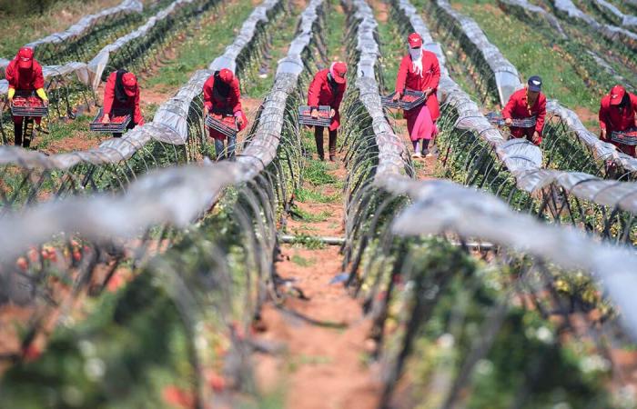 Moroccan government increases support for farmers to overcome drought