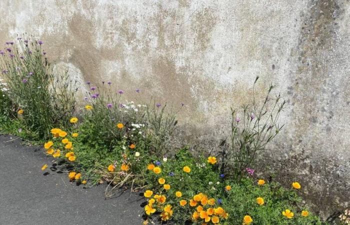 This town in Loire-Atlantique has a solution to beautify its streets