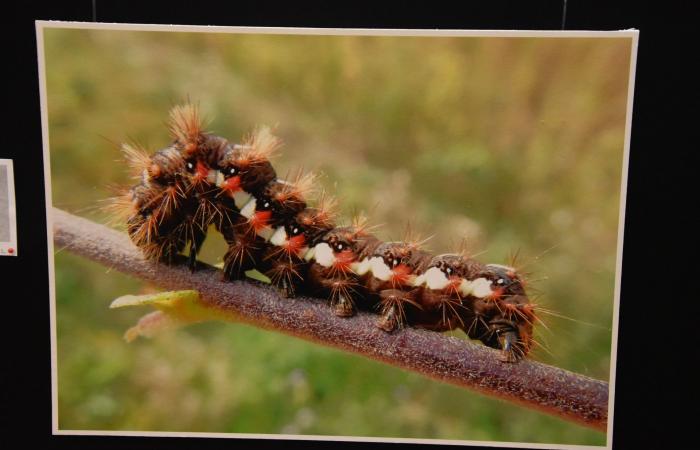 Varennes-le-Grand Photo Club: An exhibition on wild nature not to be missed! – info-chalon.com