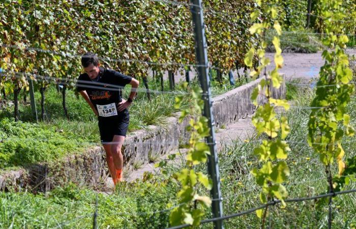 [En images] A trail in the Moselle vineyards