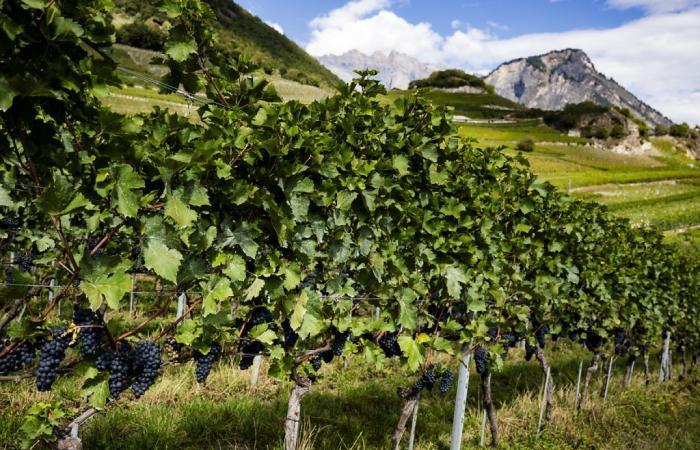 “The UN of wine” calls for sustainable development of the vine