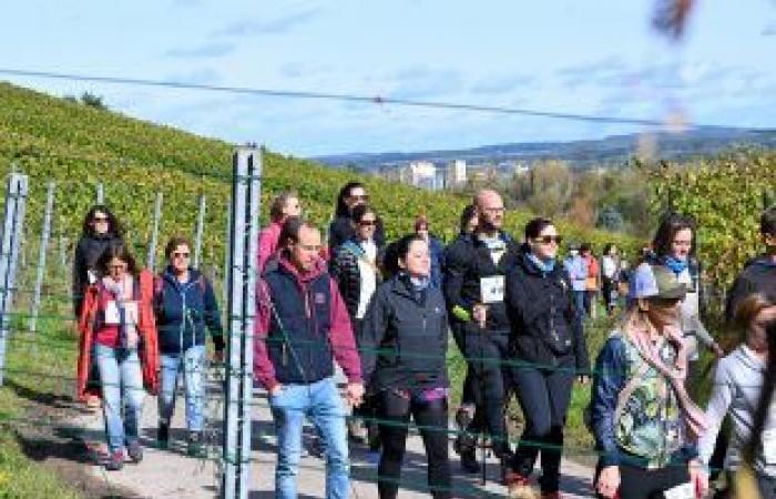 [En images] A trail in the Moselle vineyards