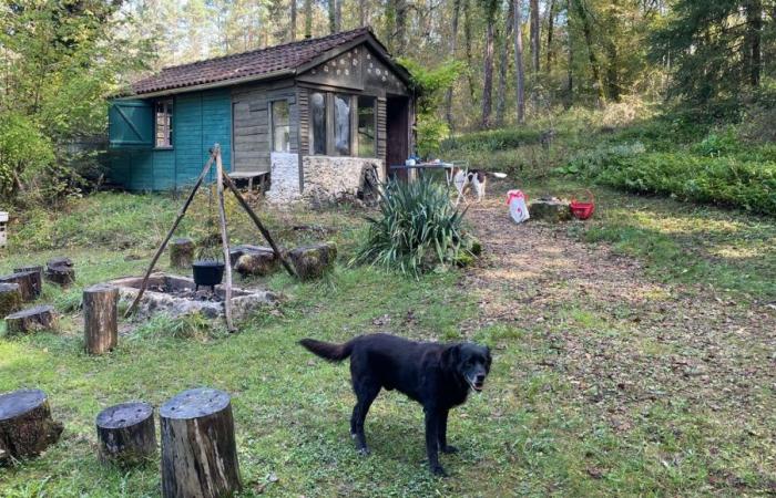 France Bleu Périgord mushroom hunting: “What matters is being in the woods”