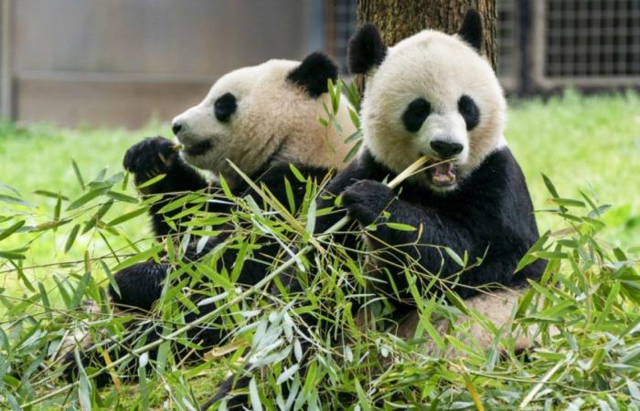 Two pandas sent by China are on their way to Washington