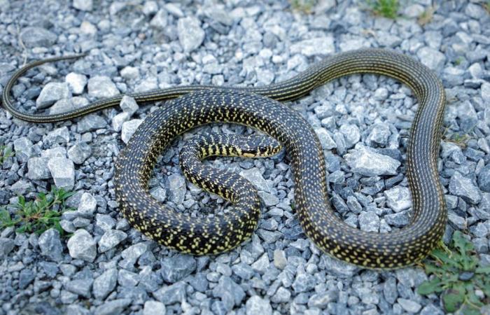 A snake found in a garden in Saint-Barthélemy-d’Anjou